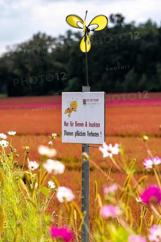 Flowering strips on an open-air area of a horticultural farm, autumn plants, heather plants, the various flowers and plants not only beautify the landscape, they are intended to provide bees and other insects, pollinators, a diverse range of flowers, also serve as biological pest control, near Kevelaer, North Rhine-Westphalia, Germany, Europe