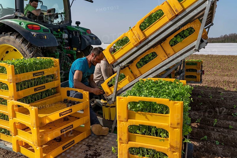 Vegetable cultivation, celery plants are planted in the field with a planting machine, Niederkrüchten, North Rhine-Westphalia, Germany, Europe