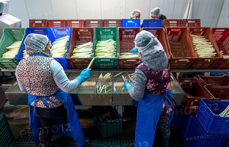 Asparagus farm, white asparagus is washed, cut and sorted by quality after harvesting, near Dormagen, Rhineland, North Rhine-Westphalia, Germany, Europe