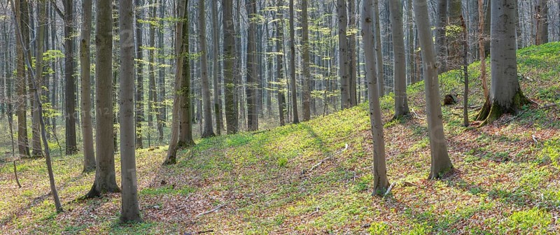 Beech forest in early spring, first tender green leaves, Hainich National Park, Bad Langensalza, Thuringia, Germany, Europe