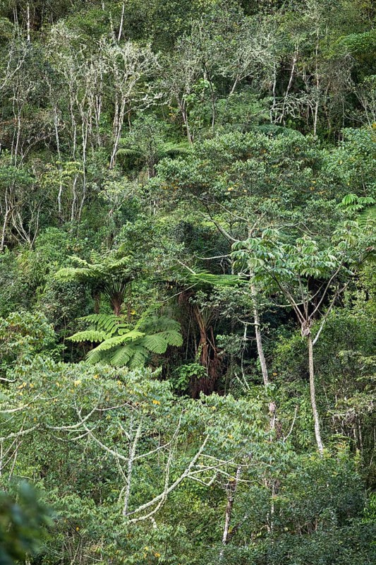 Rainforest or jungle in Machu Picchu Pueblo or Aguas Calientes, Cusco region, Peru, South America