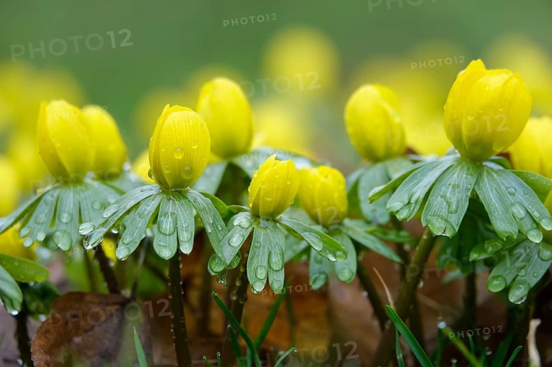 Winter aconites (Eranthis hyemalis), Germany, Europe