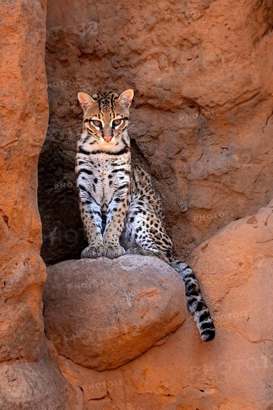 Ocelot (Leopardus pardalis), adult, sitting, at the den, alert, Sonora Desert, Arizona, North America, USA, North America