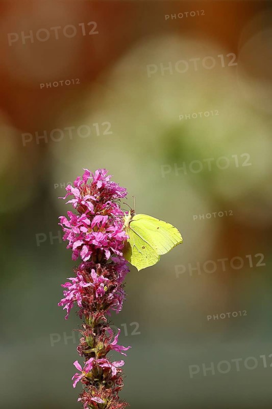 Brimstone (Gonepteryx rhamni) feeding on a flower of purple loosestrife (Lythrum salicaria), with bokeh in the background, Wilnsdorf, North Rhine-Westphalia, Germany, Europe