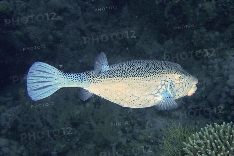 Yellow boxfish (Ostracion cubicus), dive site wreck of the Giannis D, Hurghada, Egypt, Red Sea, Africa
