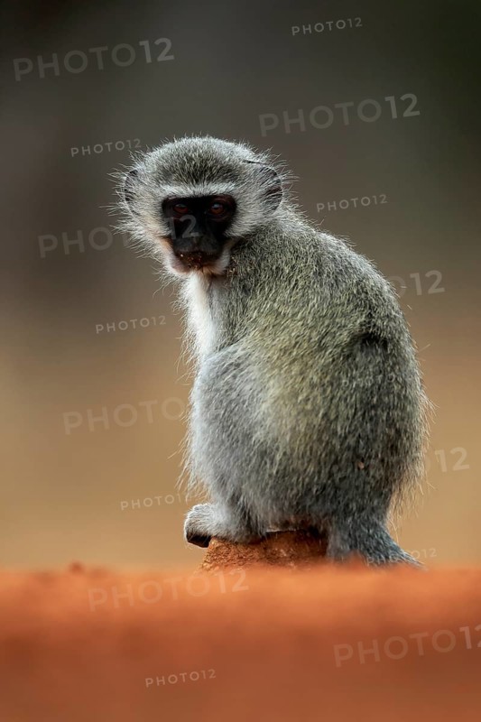 Vervet Monkey (Chlorocebus pygerythrus), adult, at the water, sitting, alert, Kruger National Park, Kruger National Park, Kruger National Park South Africa