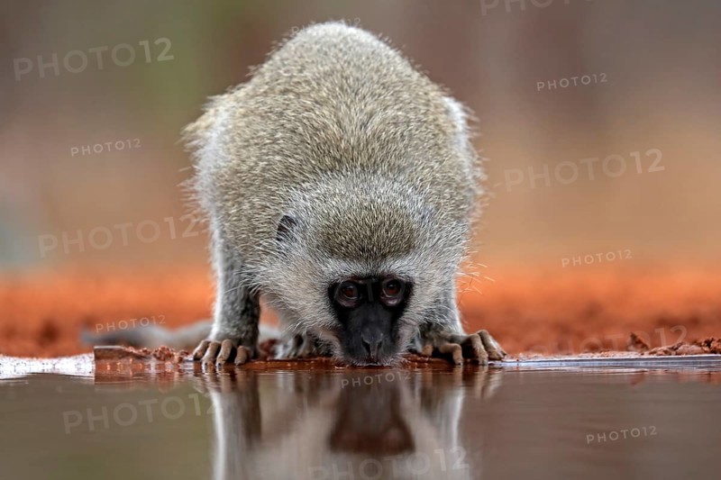 Vervet Monkey (Chlorocebus pygerythrus), adult, drinking, at the water, Kruger National Park, Kruger National Park, Kruger National Park South Africa
