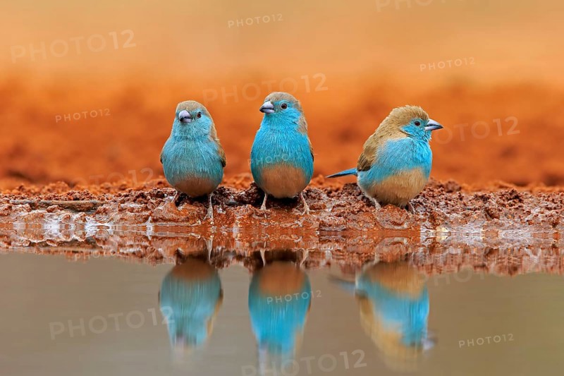Blue-winged Oriole (Uraeginthus angolensis), Angola Butterfly Finch, adult, three birds, at the water, group, Kruger National Park, Kruger National Park, Krugerpark, South Africa, Africa