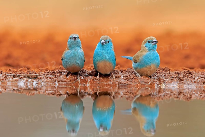 Blue-winged Oriole (Uraeginthus angolensis), Angola Butterfly Finch, adult, three birds, at the water, group, Kruger National Park, Kruger National Park, Krugerpark, South Africa, Africa