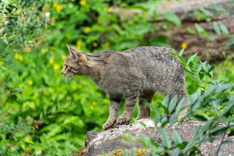 A cat stands on a stone and attentively observes its surroundings in the green forest, wild cat (Felis silvestris), kittens, Germany, Europe