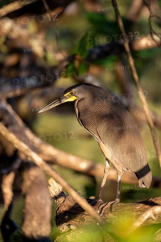 Bare-throated tiger heron (Tigrisoma mexicanum), Corcovado National Park, Osa, Puntarena Province, Costa Rica, Central America