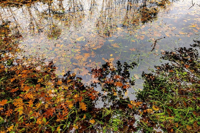 Beautiful Flood Water Pond with Tree Reflection and Autumn Leaves Floating on the Water Surface with Sunlight in Lugano, Ticino, switzerland