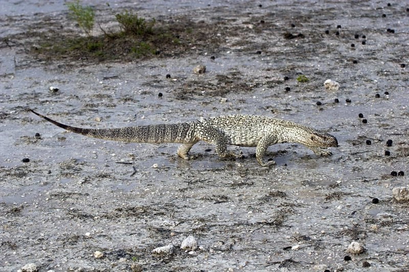 Steppe monitor lizard, (Varanus exanthematicus), looking for food after a rain shower, Etosha National Park, Namibia, Africa, Etosha, Africa