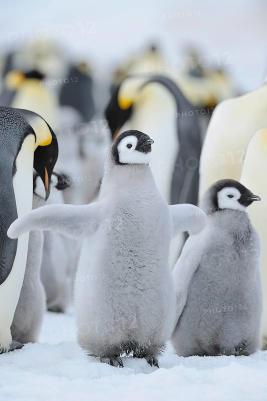 Emperor penguins (Aptenodytes forsteri), Chick Spreading Wings, Snow Hill Island, Antartic Peninsula, Antarctica