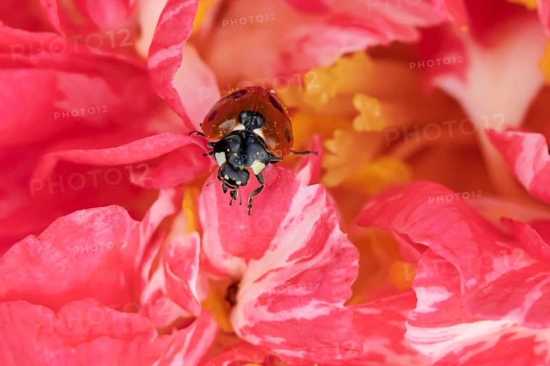 Seven-spot ladybird (Coccinella septempunctata) adult insect on a garden Camellia flower in the spring, Suffolk, England, United Kingdom, Europe