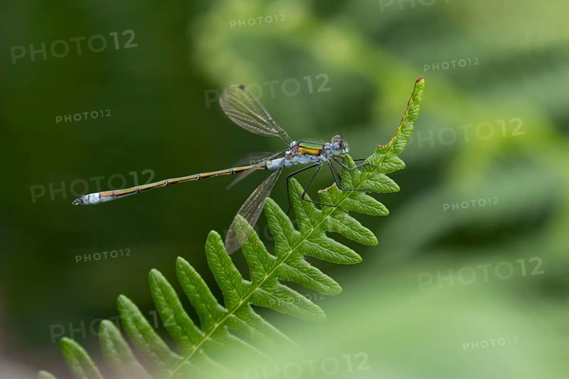 Emerald damselfly (Lestes sponsa) adult male insect resting on a Bracken leaf, Suffolk, England, United Kingdom, Europe