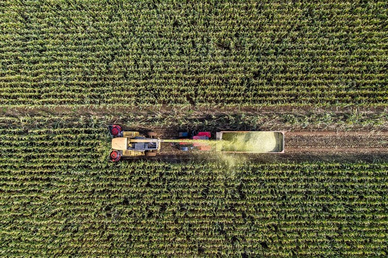 Maize harvest, combine harvester, chopper works its way through a maize field, the silage is pumped directly into a trailer, serves as cattle feed, Lower Rhine, Rees, North Rhine-Westphalia, Germany, Europe