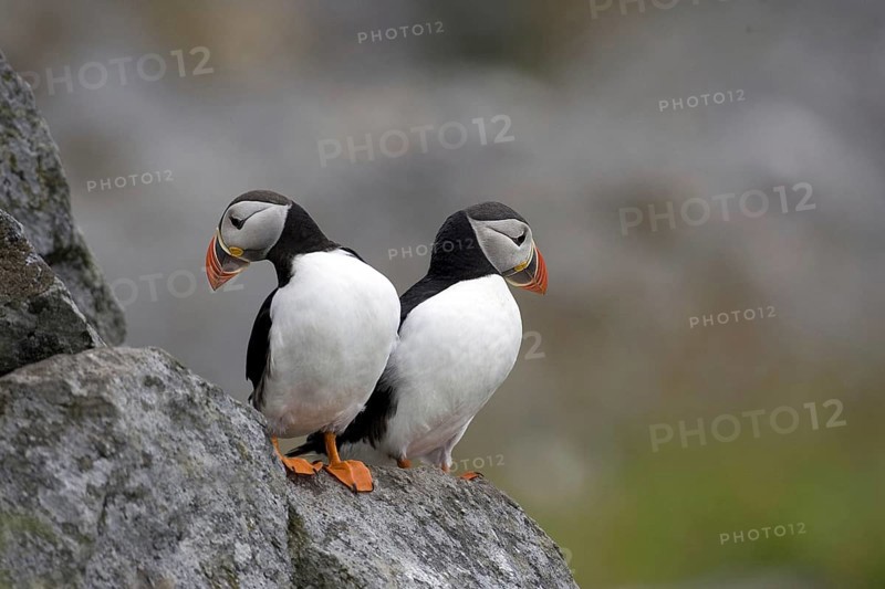 Puffin, (Fratercula artica), Europe, Norway, standing, cliffs, two animals, Scandinavia, Europe
