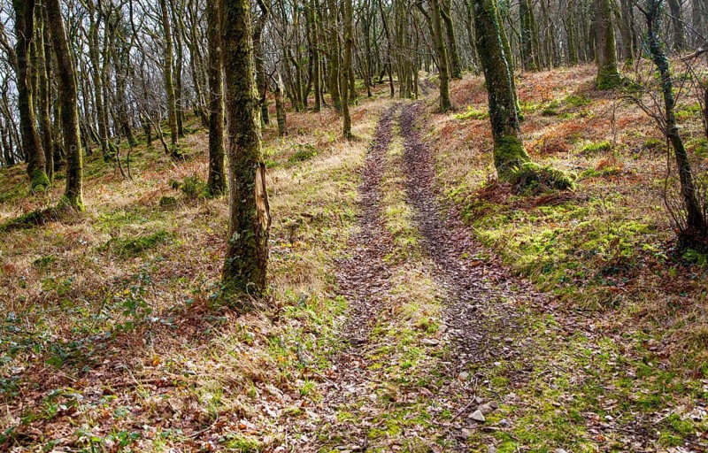 Narrow track climbs steeply through winter woodland, Exmoor national park, Devon, England, United Kingdom, Europe