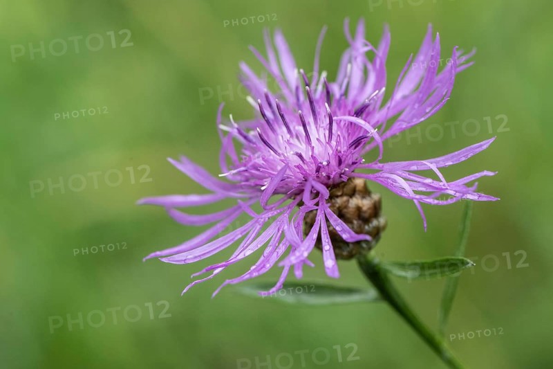 Brown knapweed (Centaurea jacea), Emsland, Lower Saxony, Germany, Europe
