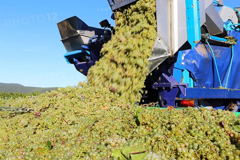 Grape grape harvest with full harvester in the district of Bad Dürkheim, Rhineland-Palatinate