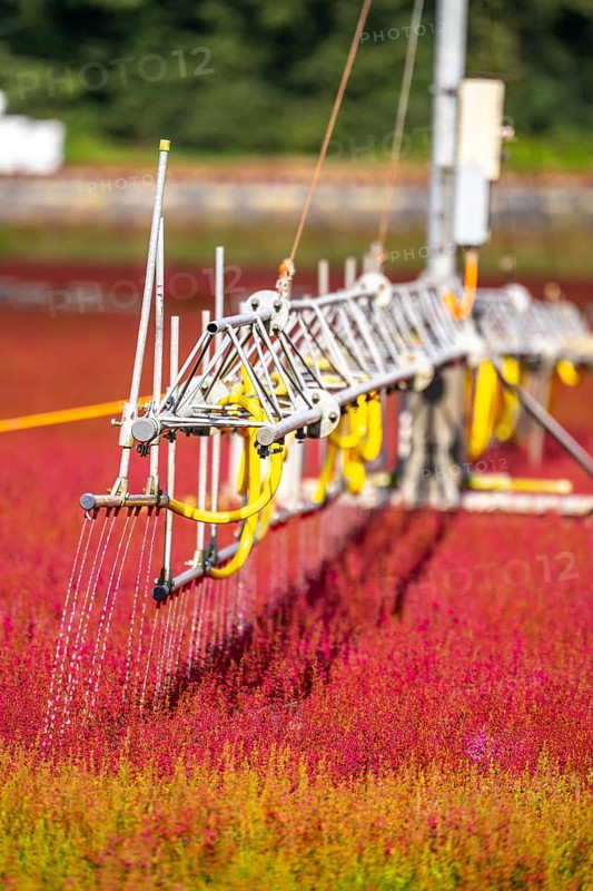 Automatic irrigation on an outdoor area of a horticultural business, autumn plants, heather plants, bell heather, near Kevelaer, North Rhine-Westphalia, Germany, Europe