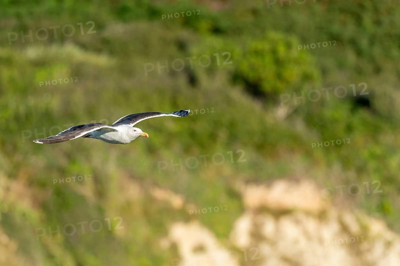 Great black-backed gull (Larus marinus) gliding along the cliffs of the Atlantic Ocean. Camaret, Crozon, Finistere, Brittany, France, Europe
