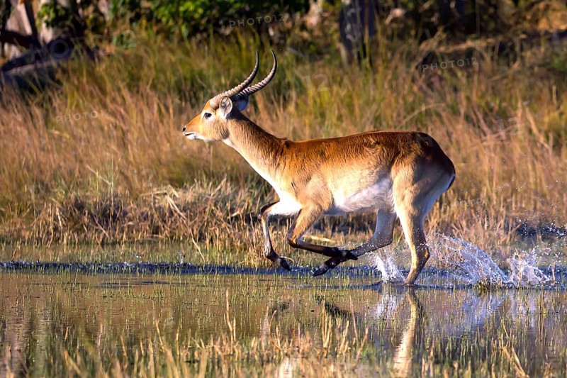 Red hartebeest (Kobus leche) ml, Okavango Delta, Botswana, Okavando Delta, Botswana, Africa