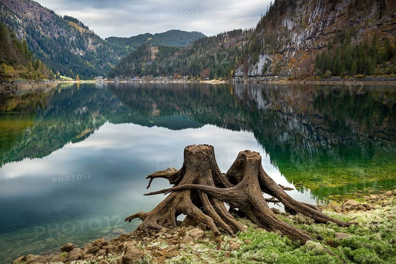 The Vordere Gosausee in autumn with a view of the Gasthof Gosausee. Two uprooted tree stumps in the foreground. Cloudy sky. Long exposure. Reflection. Vorderer Gosausee, Gosau, Gosau Valley, Salzkammergut, Upper Austria, Austria, Europe
