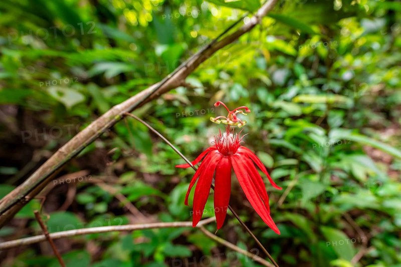 Flower of a red passion flower (Passiflora vitifolia) in the tropical rainforest, Corcovado National Park, Osa Peninsula, Puntarena Province, Costa Rica, Central America