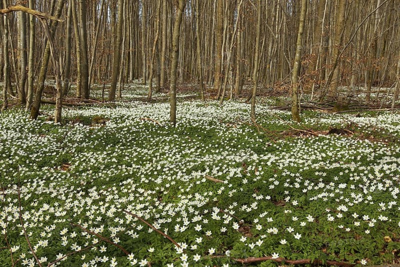 Wood anemone (Anemone nemorosa) Carpet of flowers in deciduous forest, Allgäu, Bavaria, Germany, Allgäu/Bavaria, Germany, Europe