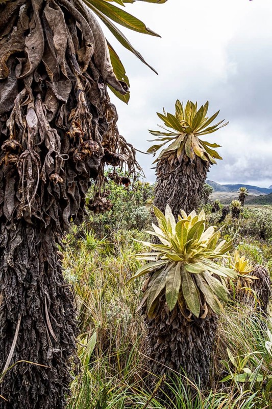 Espeletia Pycnophylla, Paramo de Gabriel Lopez, Totoro, Cauca, Colombia, South America