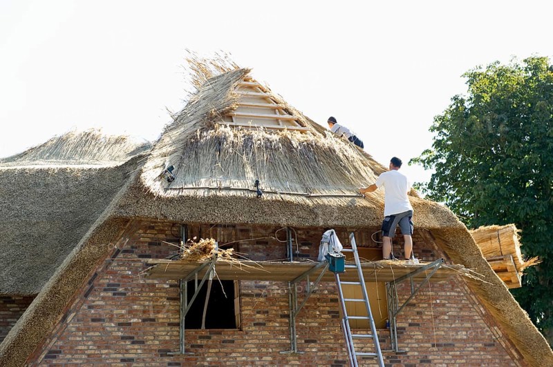 Roofer covering a thatched roof, Föhr, North Frisian Islands, North Frisia, Schleswig-Holstein, Germany, Europe