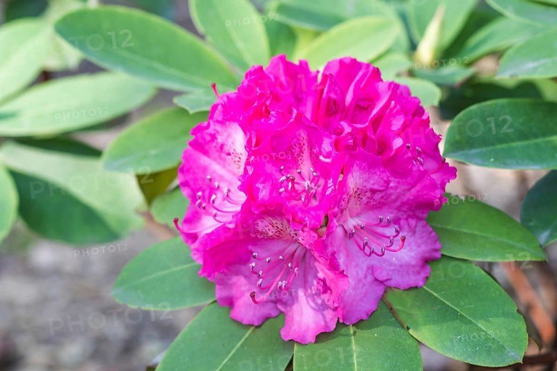 Blooming rhododendron in the botanical garden in spring