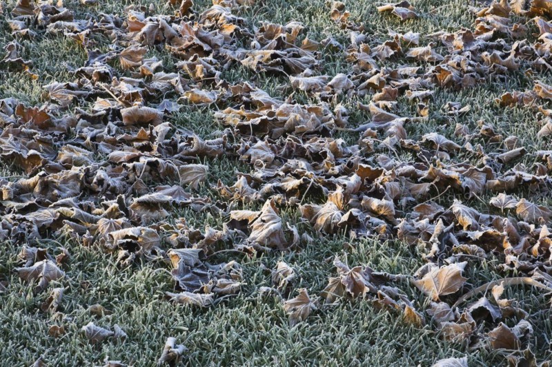 Close-up of frost and ice covered brown Acer, Maple leaves fallen on Poa pratensis Kentucky bluegrass lawn in early morning light in late autumn, Quebec, Canada, North America