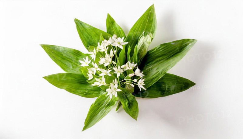Wild garlic leaves and flowers are artfully arranged in a circle on a white background, wild garlic, Allium ursinum, KI generated, AI generated