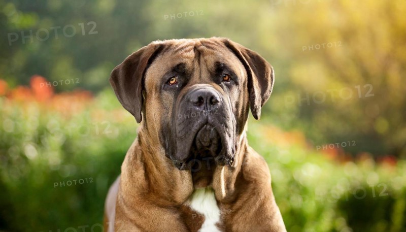 Pets, Dog, Mastiff, AI-generated, AI generated