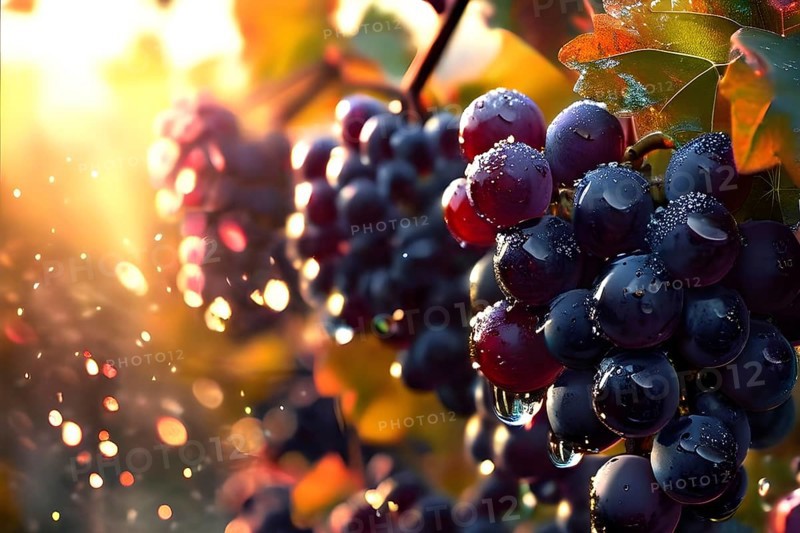 Harvest ready grape bunches with water droplets sparkling in the sunlight, AI generated