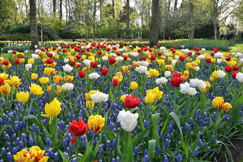 Tulips (Tulipa) and grape hyacinths (Muscari) at Keukenhof, Lisse, South Holland