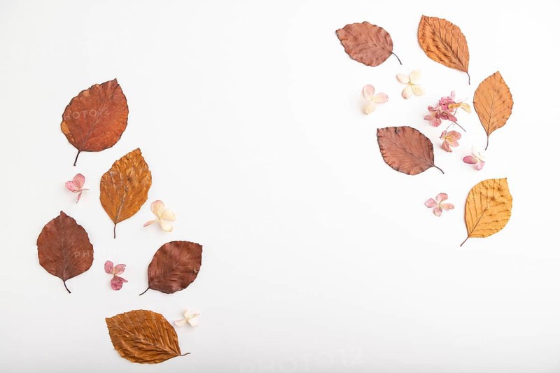 Composition with yellow and brown beech autumn leaves and hydrangea flowers, mockup on white background. Blank, flat lay, top view, still life, copy space
