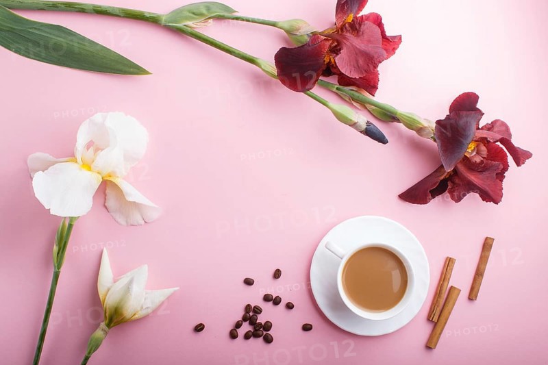 White and burgundy iris flowers and a cup of coffee on pastel pink background. Morninig, spring, fashion composition. Flat lay, top view, copy space