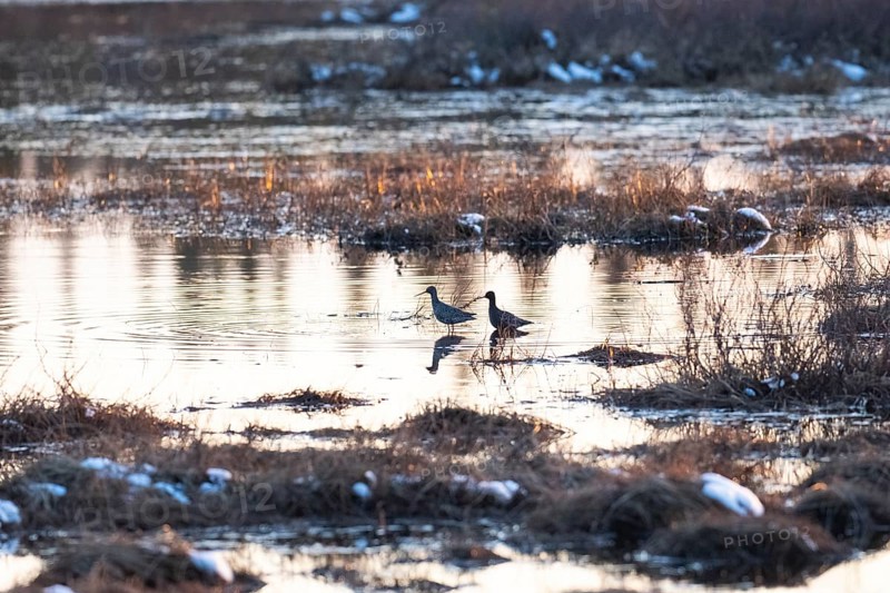 Spotted Redshank (Tringa erythropus) two birds standing in lake at sunset, on marshland in typical breeding habitat, Pokka, May, Finnish Lapland