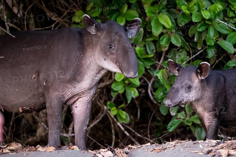 Baird's tapir (Tapirus bairdii), mother and young, looking into the camera, animal portrait, in the rainforest, Corcovado National Park, Osa, Puntarena Province, Costa Rica, Central America