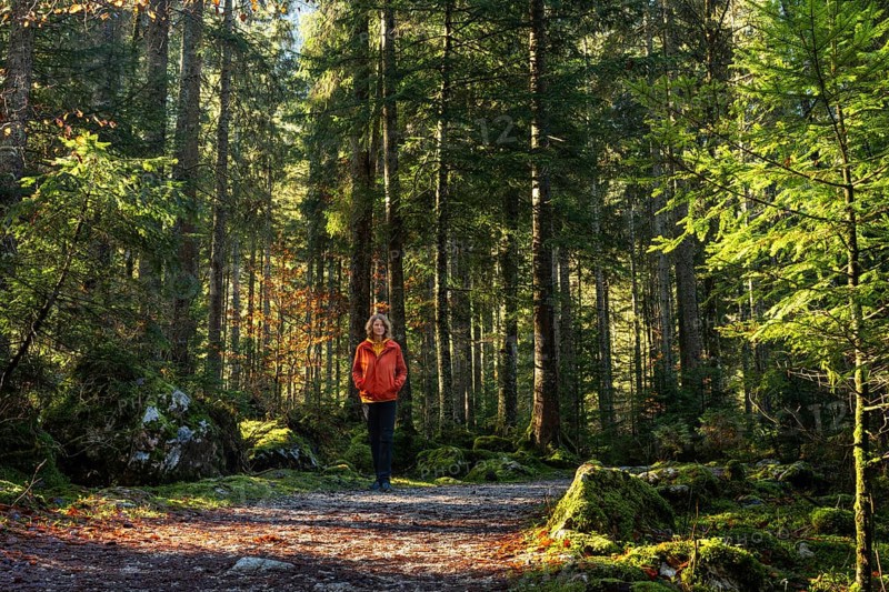 A hiker on the hiking trail around the Vorderer Gosausee. Autumnal forest. Good weather, sunshine. Gosau, Gosau Valley, Salzkammergut, Upper Austria, Austria, Europe