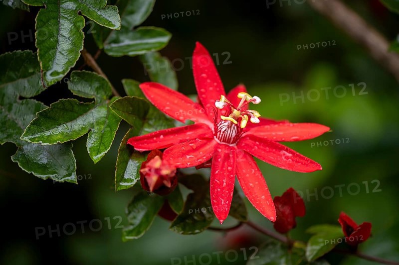 Flower of a red passion flower (Passiflora vitifolia) in the tropical rainforest, Alajuela province, Costa Rica, Central America