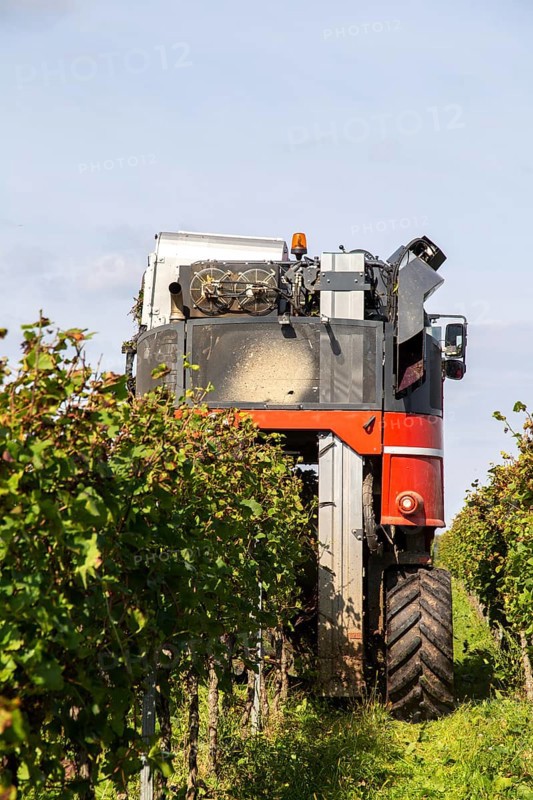 Harvest of Sankt Laurent red wine grapes in the Palatinate