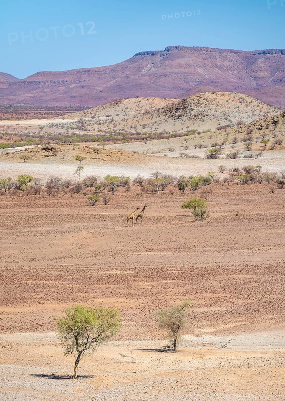 Two Angola giraffes (Giraffa giraffa angolensis) in a dry desert landscape with table mountains, Damaraland, Kunene, Namibia, Africa