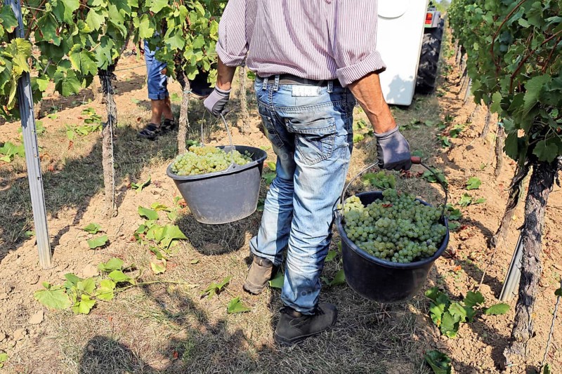 Grape grape harvest: Hand-picking of Chardonnay grapes in Meckenheim, Palatinate