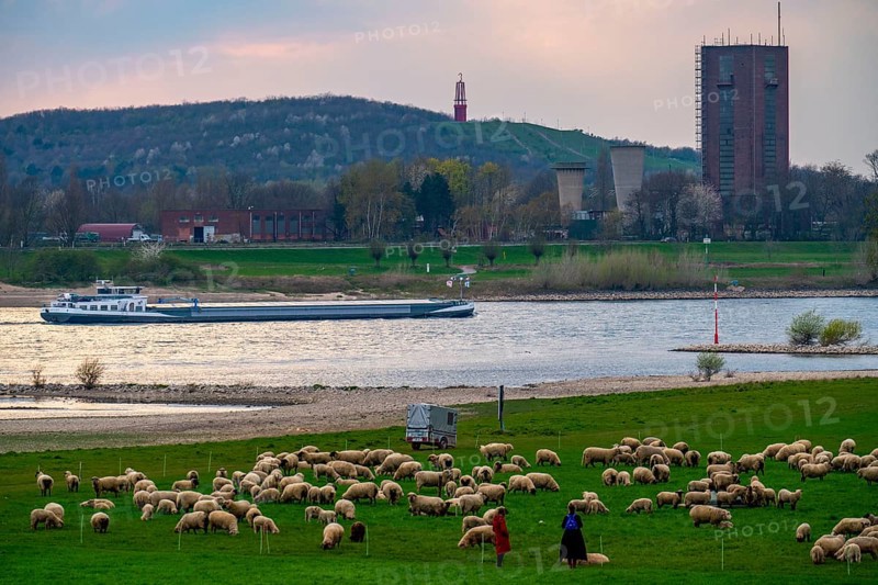 Rhine dyke near Duisburg-Beeckerwerth, flock of sheep, Rheinpreussen spoil tip in Mörs, spoil tip sign Das Geleucht, former Rheinpreussen Schacht VIII colliery, Duisburg, North Rhine-Westphalia, Germany, Europe
