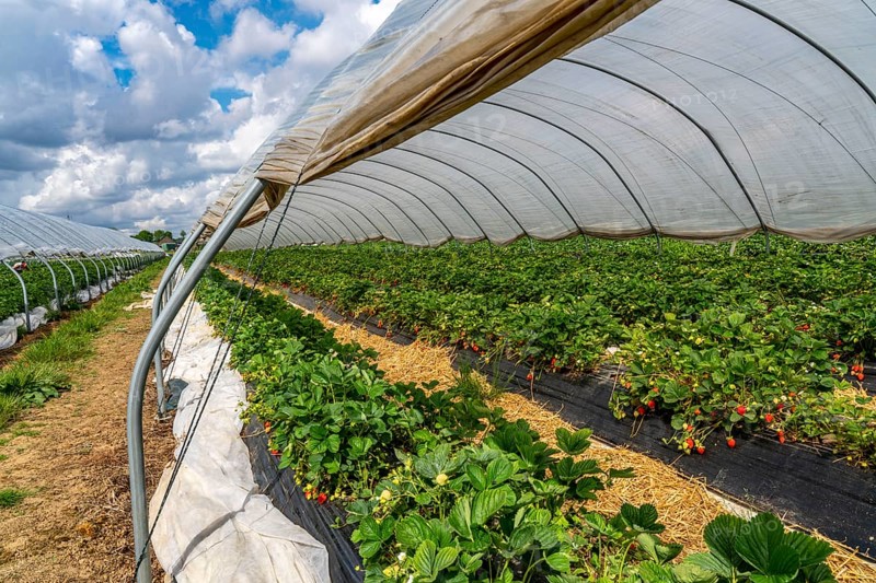 Harvest of strawberries, strawberry cultivation in the open, under a foil tunnel, young strawberry plants growing, in different stages of ripeness, near Dormagen, Rhineland, North Rhine-Westphalia, Germany, Europe